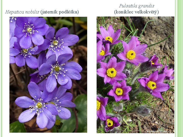 Hepatica nobilis (jaterník podléška) Pulsatila grandis (koniklec velkokvětý) www. sci. muni. cz 