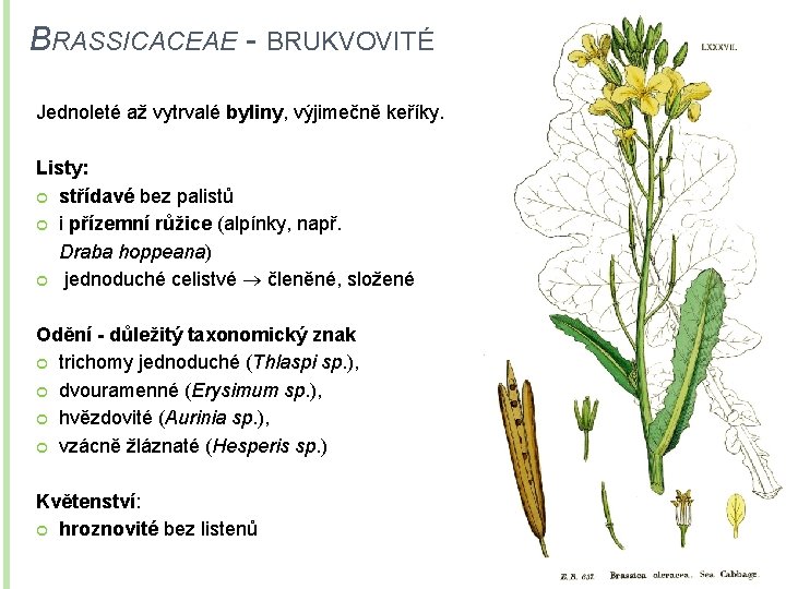 BRASSICACEAE - BRUKVOVITÉ Jednoleté až vytrvalé byliny, výjimečně keříky. Listy: střídavé bez palistů i