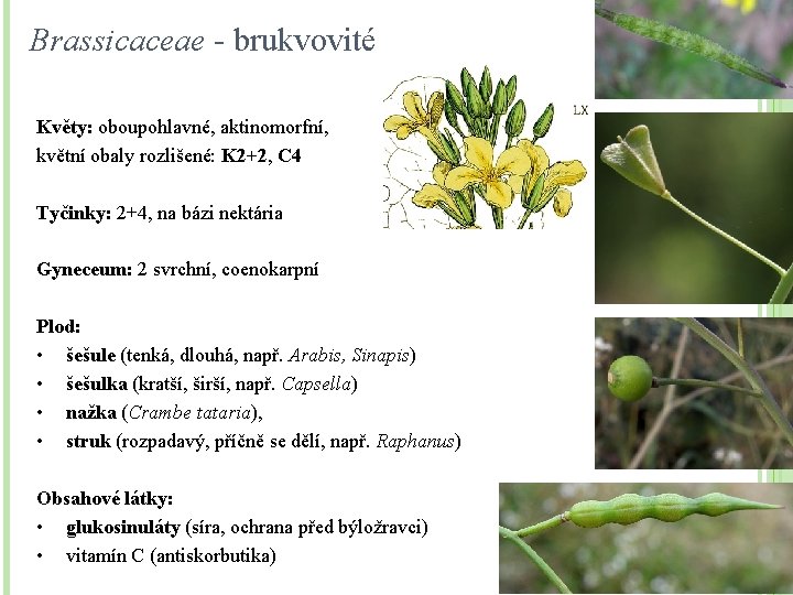 Brassicaceae - brukvovité Květy: oboupohlavné, aktinomorfní, květní obaly rozlišené: K 2+2, C 4 Tyčinky: