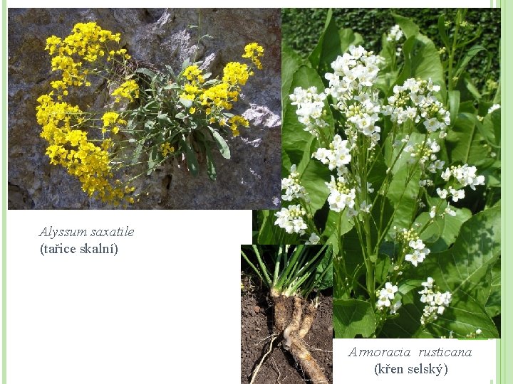 Alyssum saxatile (tařice skalní) Armoracia rusticana (křen selský) 