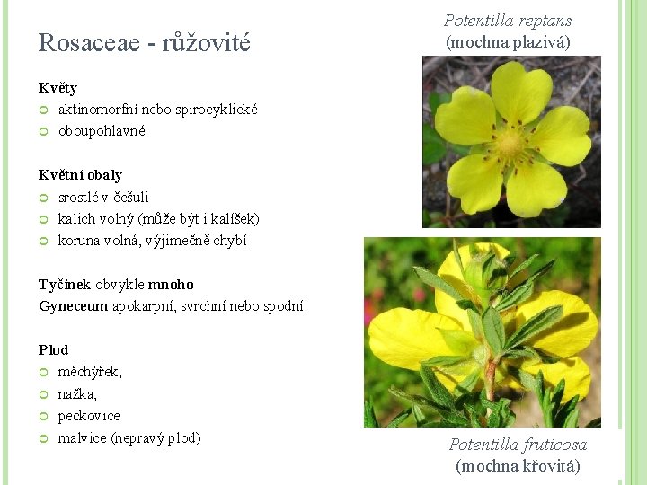 Rosaceae - růžovité Potentilla reptans (mochna plazivá) Květy aktinomorfní nebo spirocyklické oboupohlavné Květní obaly