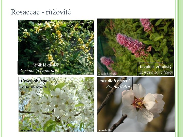Rosaceae - růžovité řepík lékařský Agrimonia eupatoria tavolník vrbolistý Spiraea salicifolia třešeň obecná Prunus