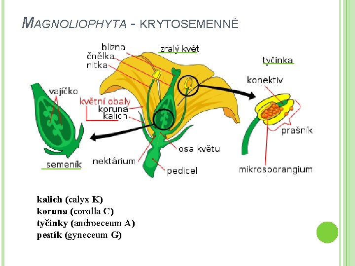 MAGNOLIOPHYTA - KRYTOSEMENNÉ kalich (calyx K) koruna (corolla C) tyčinky (androeceum A) pestík (gyneceum