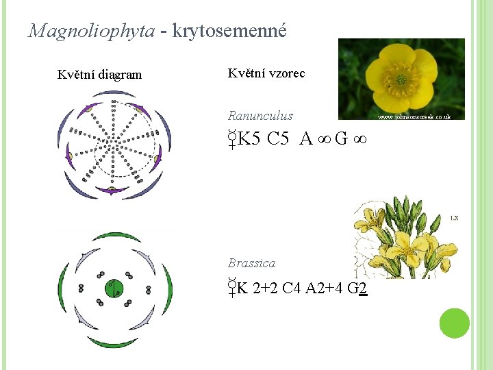 Magnoliophyta - krytosemenné Květní diagram Květní vzorec Ranunculus K 5 C 5 A ∞