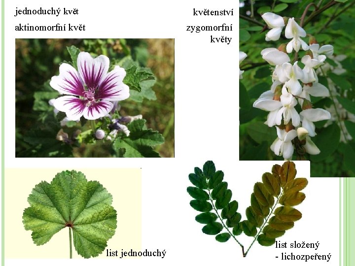 jednoduchý květenství aktinomorfní květ zygomorfní květy list jednoduchý list složený - lichozpeřený 