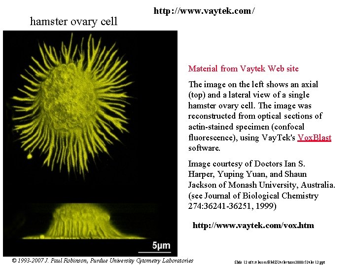hamster ovary cell http: //www. vaytek. com/ Material from Vaytek Web site The image