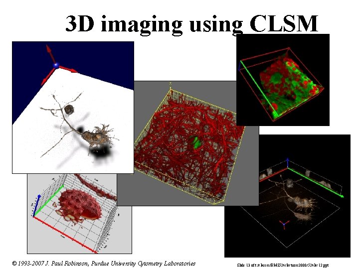 3 D imaging using CLSM © 1993 -2007 J. Paul Robinson, Purdue University Cytometry