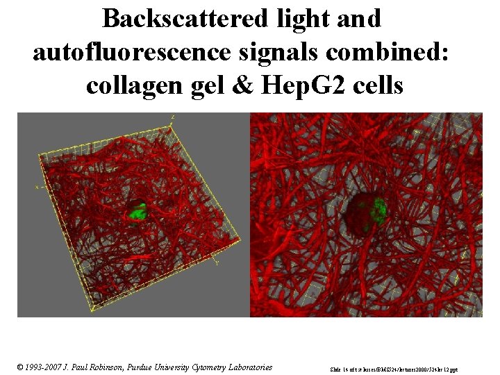 Backscattered light and autofluorescence signals combined: collagen gel & Hep. G 2 cells ©