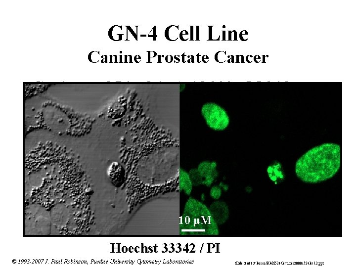 GN-4 Cell Line Canine Prostate Cancer Conjugated Linoleic Acid 200 µM 24 hours 10