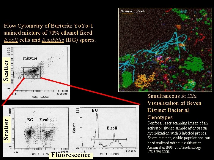 Scatter Flow Cytometry of Bacteria: Yo. Yo-1 stained mixture of 70% ethanol fixed E.