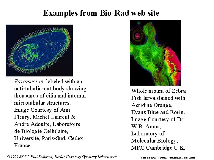 Examples from Bio-Rad web site Paramecium labeled with an anti-tubulin-antibody showing thousands of cilia