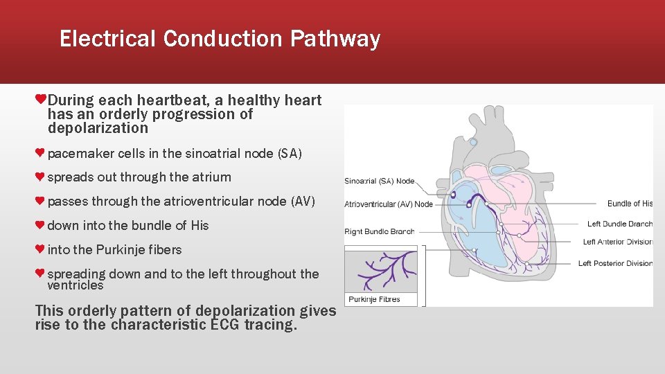 Electrical Conduction Pathway During each heartbeat, a healthy heart has an orderly progression of