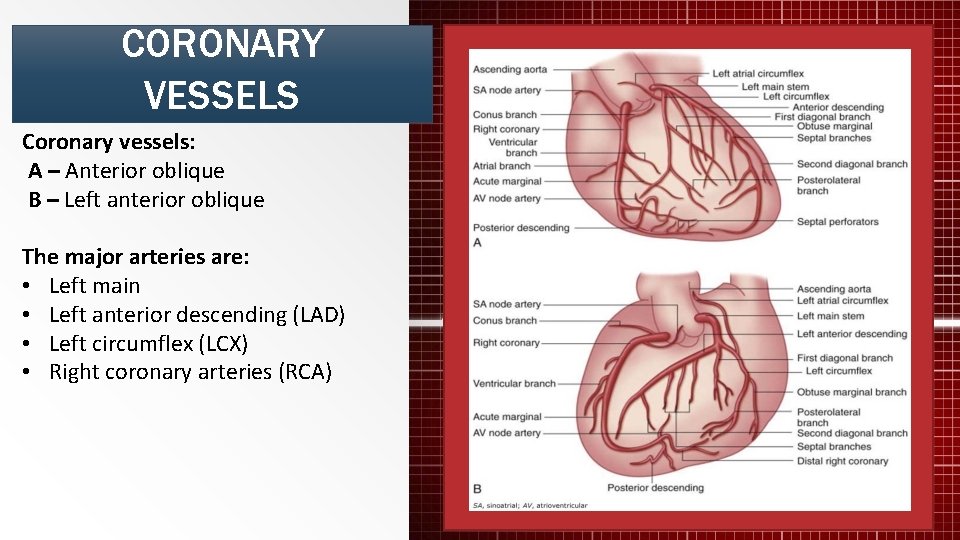 CORONARY VESSELS Coronary vessels: A – Anterior oblique B – Left anterior oblique The