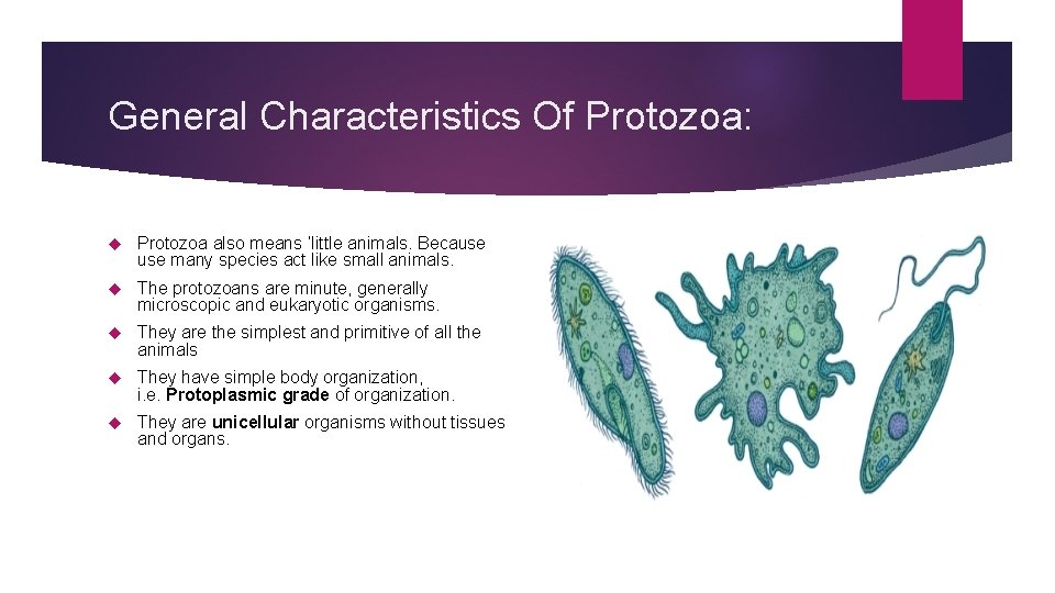General Characteristics Of Protozoa: Protozoa also means ‘little animals. Because many species act like