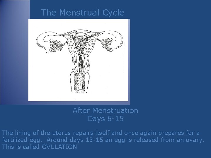 The Menstrual Cycle After Menstruation Days 6 -15 The lining of the uterus repairs