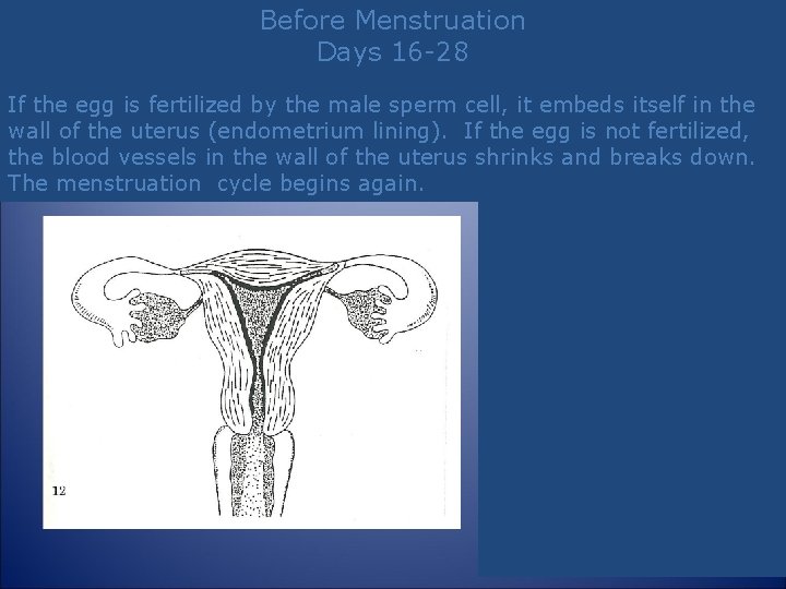 Before Menstruation Days 16 -28 If the egg is fertilized by the male sperm