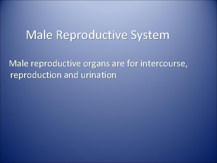 Male Reproductive System Male reproductive organs are for intercourse, reproduction and urination 