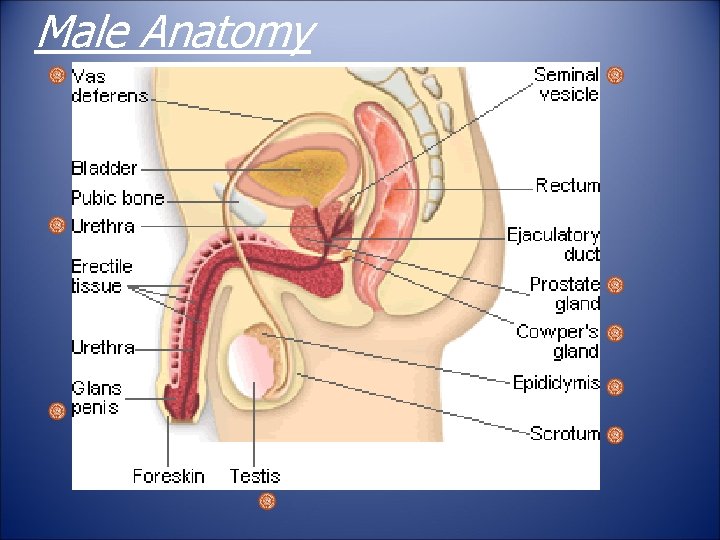 Male Anatomy 