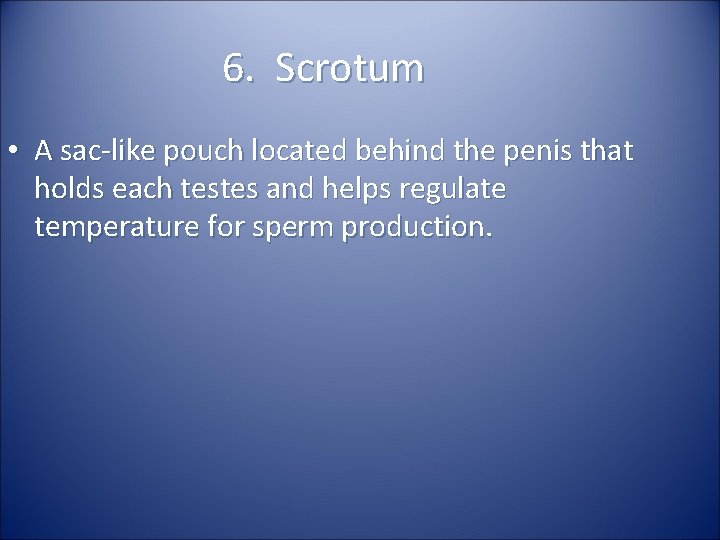 6. Scrotum • A sac-like pouch located behind the penis that holds each testes