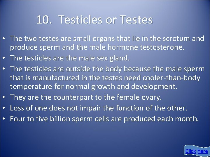 10. Testicles or Testes • The two testes are small organs that lie in