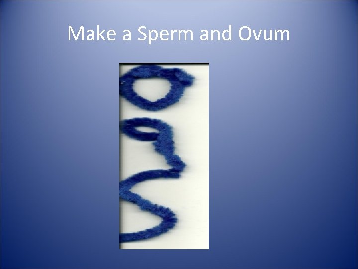 Make a Sperm and Ovum 