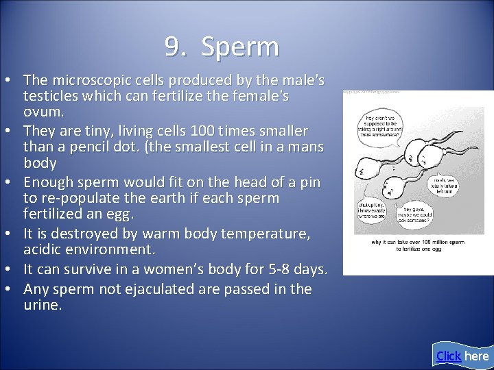 9. Sperm • The microscopic cells produced by the male's testicles which can fertilize