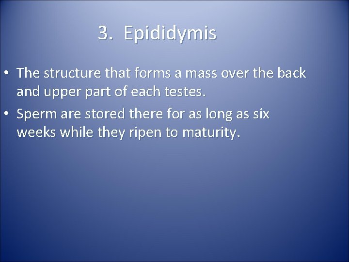 3. Epididymis • The structure that forms a mass over the back and upper