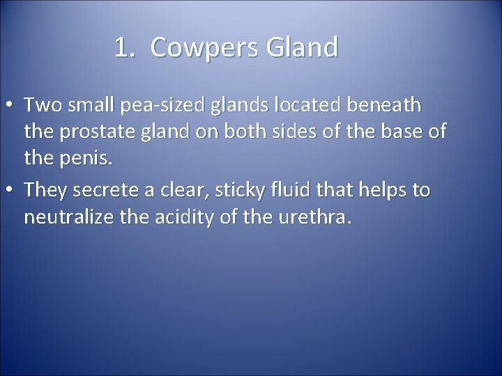 1. Cowpers Gland • Two small pea-sized glands located beneath the prostate gland on