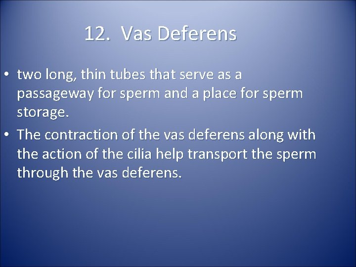 12. Vas Deferens • two long, thin tubes that serve as a passageway for