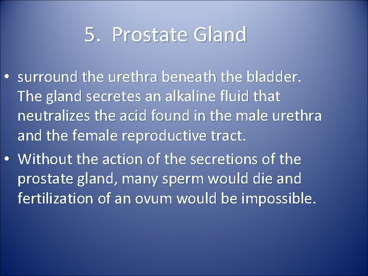 5. Prostate Gland • surround the urethra beneath the bladder. The gland secretes an