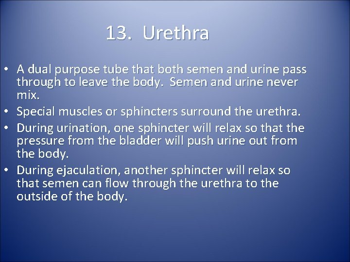 13. Urethra • A dual purpose tube that both semen and urine pass through