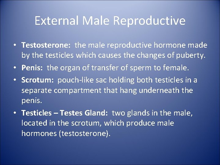 External Male Reproductive • Testosterone: the male reproductive hormone made by the testicles which