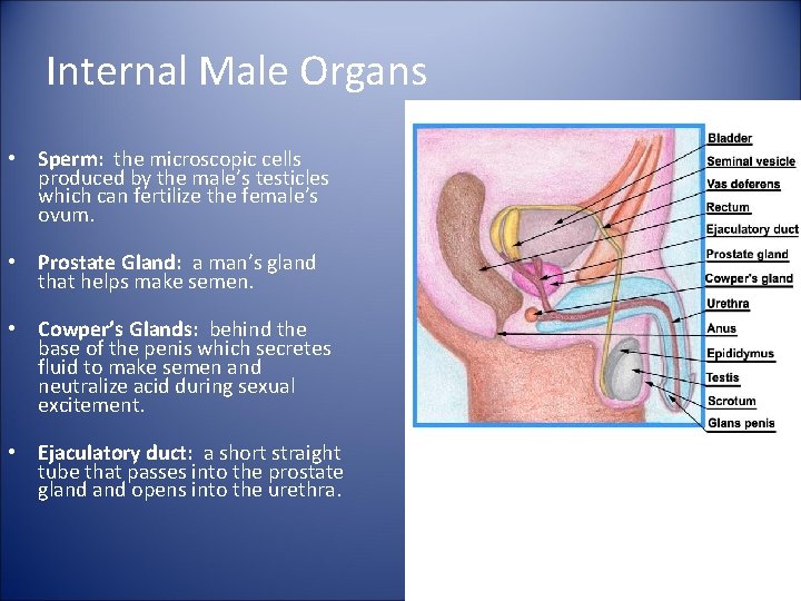 Internal Male Organs • Sperm: the microscopic cells produced by the male’s testicles which