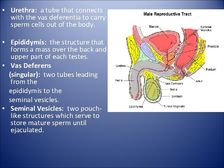  • Urethra: a tube that connects with the vas deferentia to carry sperm