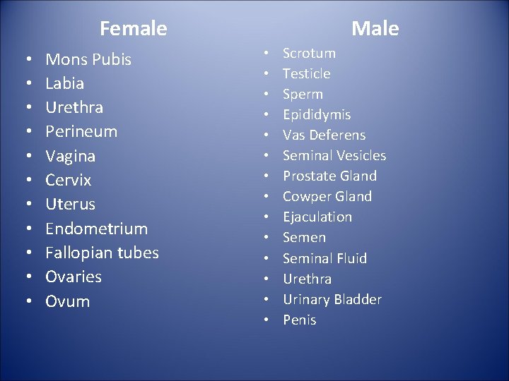 Female • • • Mons Pubis Labia Urethra Perineum Vagina Cervix Uterus Endometrium Fallopian