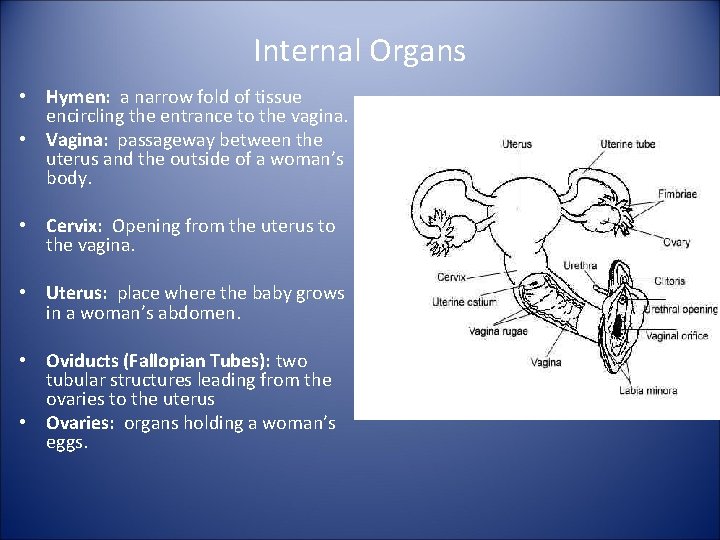 Internal Organs • Hymen: a narrow fold of tissue encircling the entrance to the