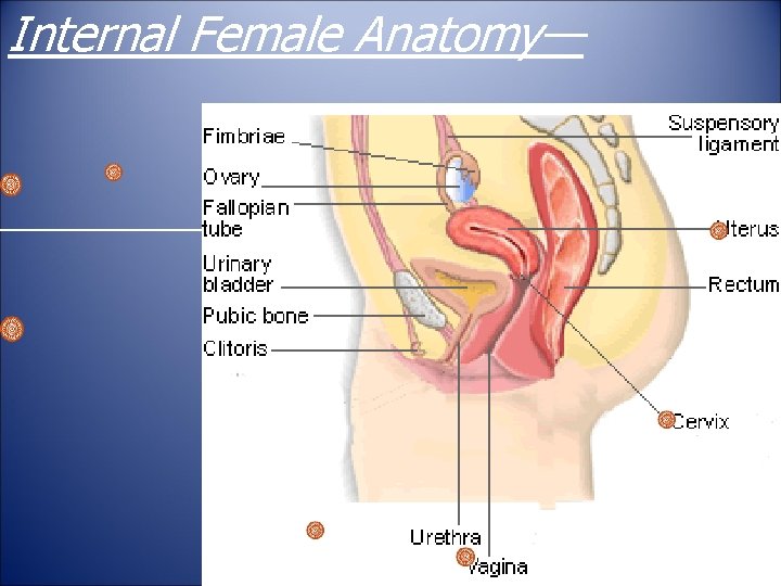 Internal Female Anatomy— 