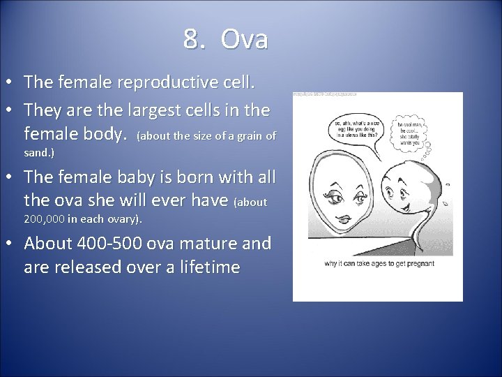 8. Ova • The female reproductive cell. • They are the largest cells in