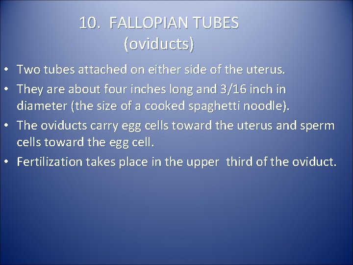 10. FALLOPIAN TUBES (oviducts) • Two tubes attached on either side of the uterus.