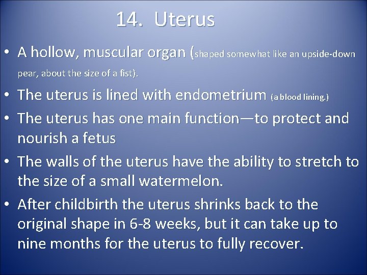 14. Uterus • A hollow, muscular organ (shaped somewhat like an upside-down pear, about