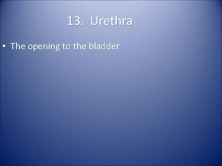 13. Urethra • The opening to the bladder 