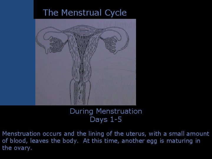 The Menstrual Cycle During Menstruation Days 1 -5 Menstruation occurs and the lining of