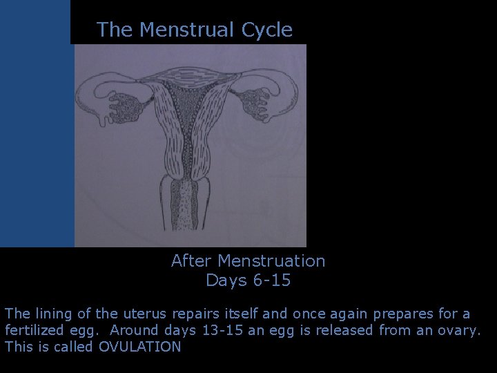 The Menstrual Cycle After Menstruation Days 6 -15 The lining of the uterus repairs