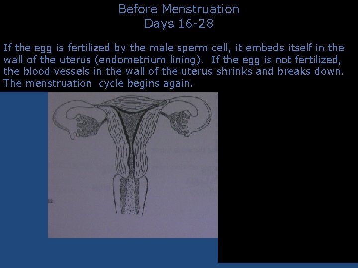 Before Menstruation Days 16 -28 If the egg is fertilized by the male sperm