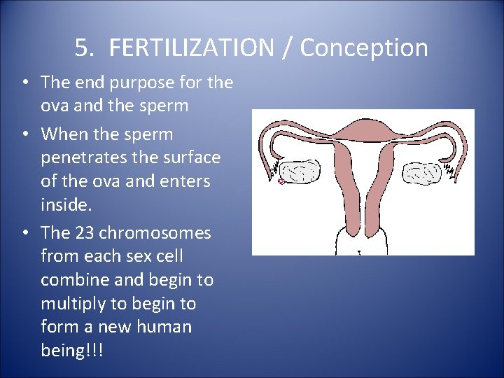 5. FERTILIZATION / Conception • The end purpose for the ova and the sperm