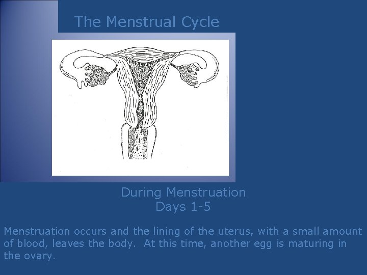 The Menstrual Cycle During Menstruation Days 1 -5 Menstruation occurs and the lining of