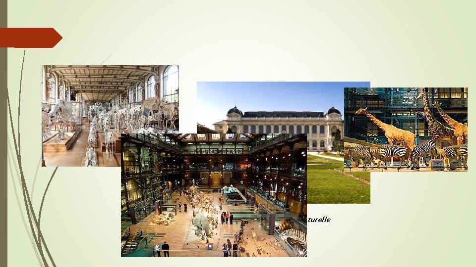 Musée National d’Histoire Naturelle 