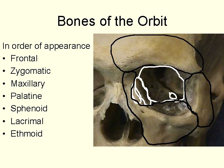 Bones of the Orbit In order of appearance • Frontal • Zygomatic • Maxillary