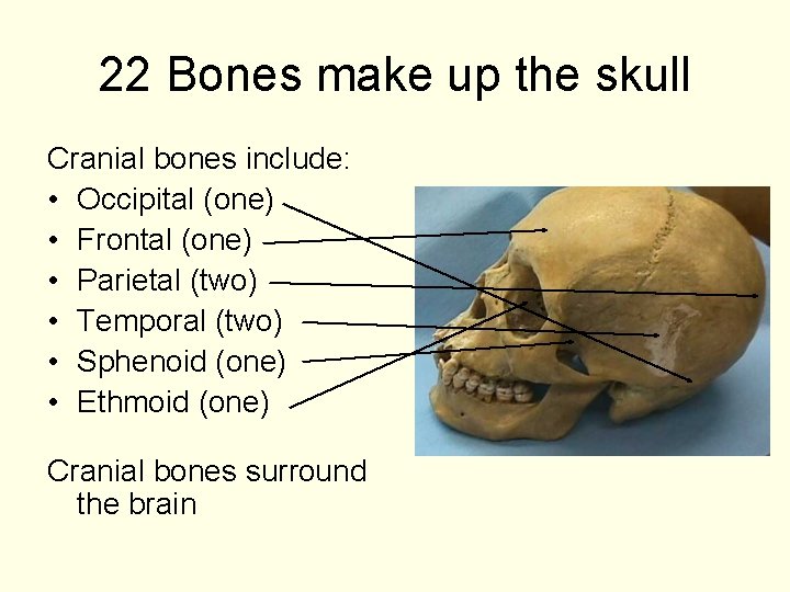 22 Bones make up the skull Cranial bones include: • Occipital (one) • Frontal