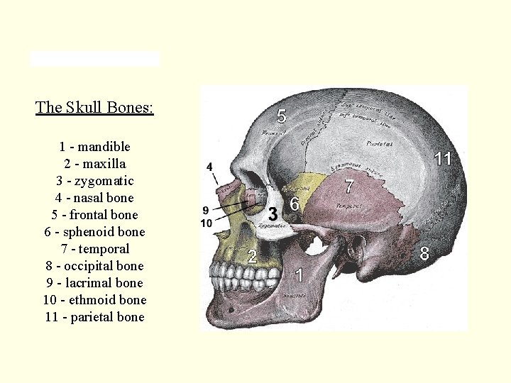 The Skull Bones: 1 - mandible 2 - maxilla 3 - zygomatic 4 -